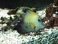 Peixe
