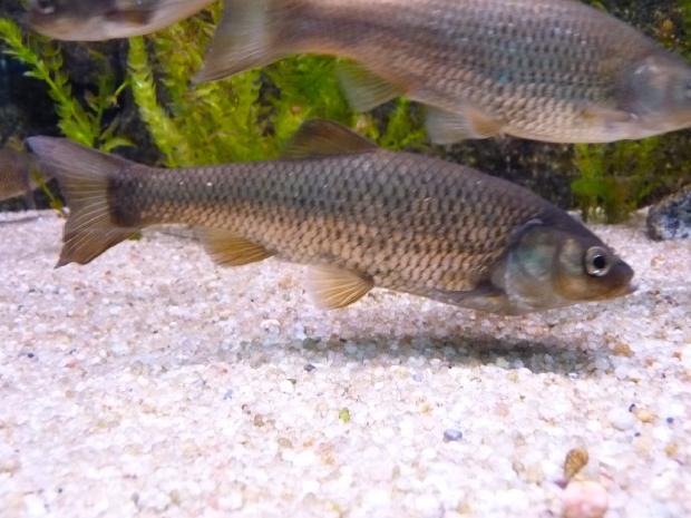 Peixe