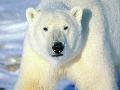 Urso polar
