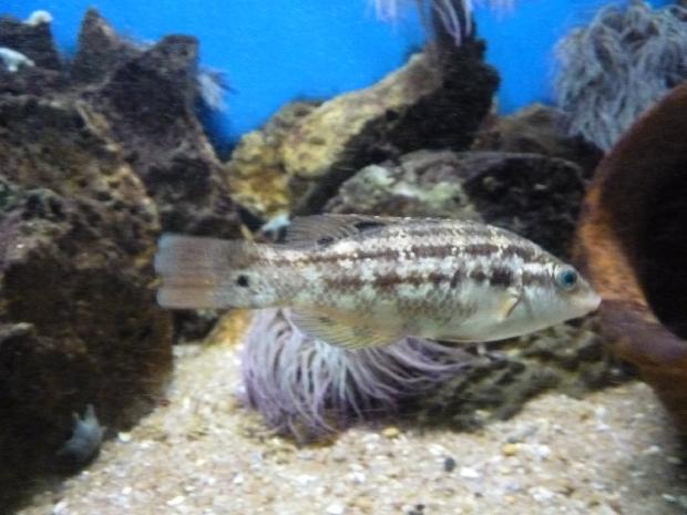 Peixe