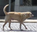 Cães