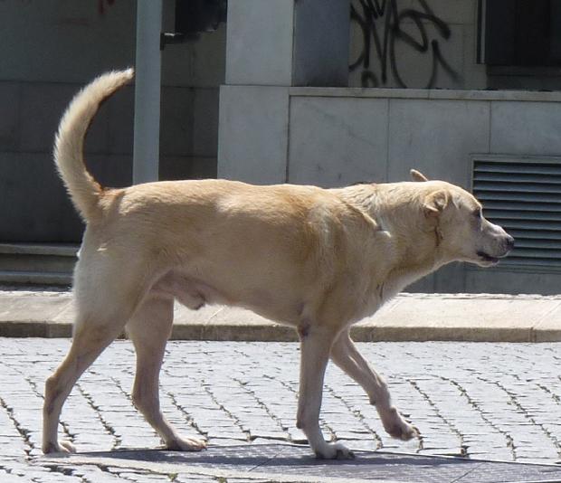 Cão