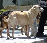 Cães