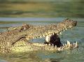 Crocodilo do Nilo