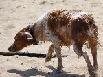 Cães