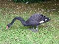 Cisne-negro