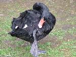 Aves
