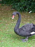 Aves