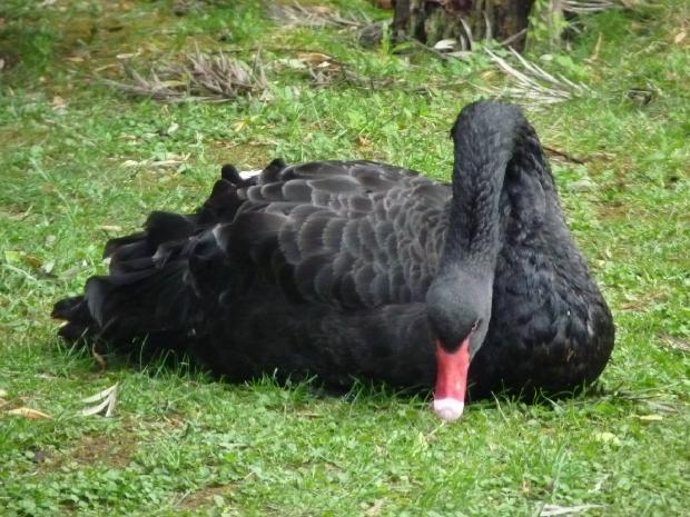 Cisne-negro