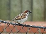 Aves