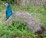 Aves