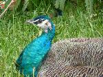 Aves