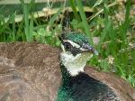 Aves