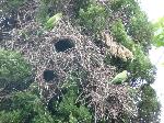 Aves