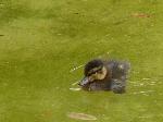 Aves