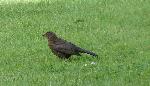 Aves