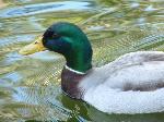 Aves
