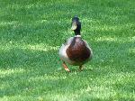 Aves