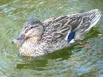 Aves
