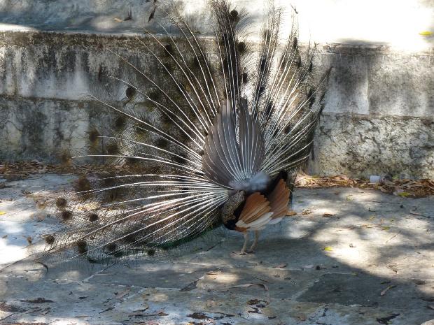 Pavão