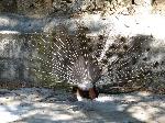 Aves