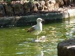 Aves