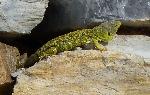 Herpetologia