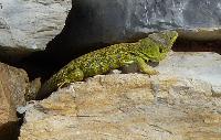 Herpetologia