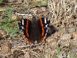 Almirante-vermelho <i>(Vanessa atalanta)</i>