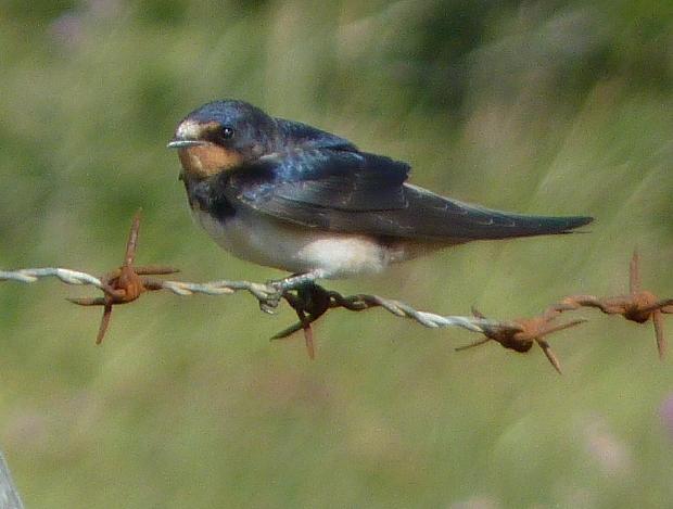 Andorinha-das-chaminés