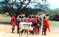Vaca masai