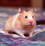 Hamster-Sírio <i>(Mesocricetus auratus)</i>