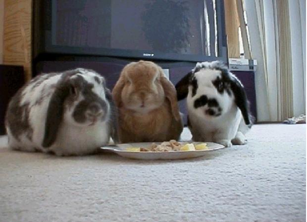 Coelhos