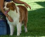 Cães