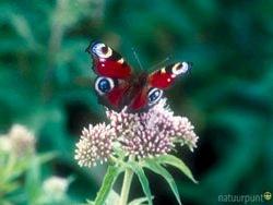 Borboleta