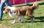 Cães