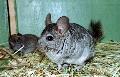 Chinchila