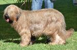 Cães