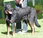 Cães