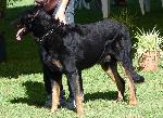 Cães