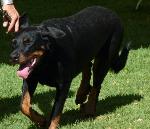 Cães