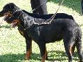 Cão de Pastor Beauce