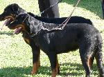 Cães