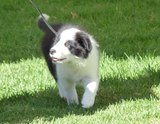 Border Collie