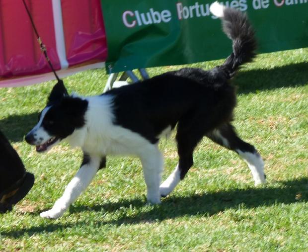Border Collie
