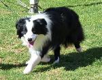 Cães
