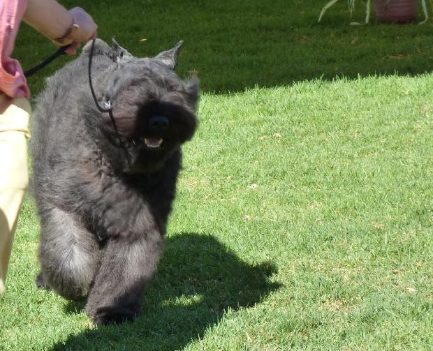 Cão Boieiro da Flandres