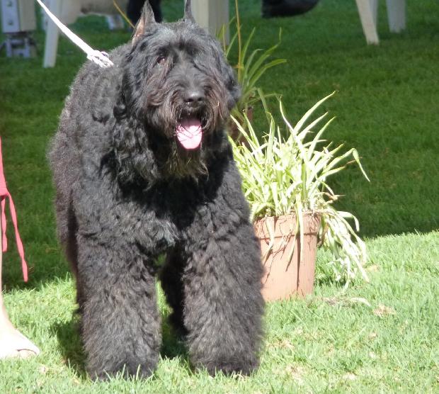 Cão Boieiro da Flandres