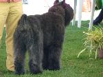 Cães