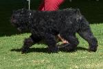 Cães